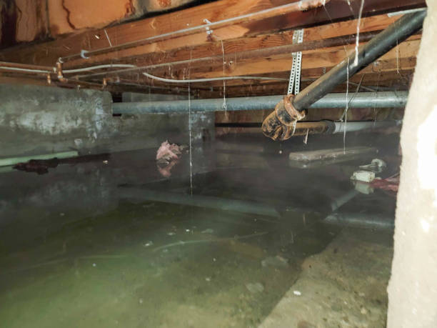 Best Professional water damage repair  in Spring City, TN